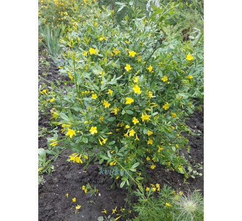 Жасмин чагарниковий (Jasminum fruticans)